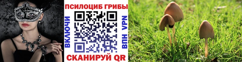 kraken ССЫЛКА Ярцево Галлюциногенные грибы Psilocybe